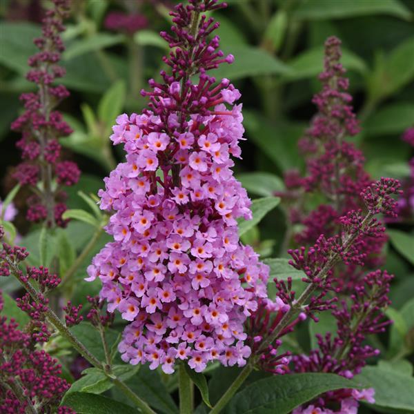 Buddleia Chrysalis™ Pink - Bloom