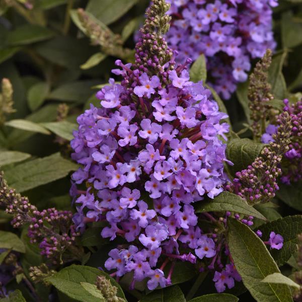 Buddleia Chrysalis™ Steel Blue - Bloom