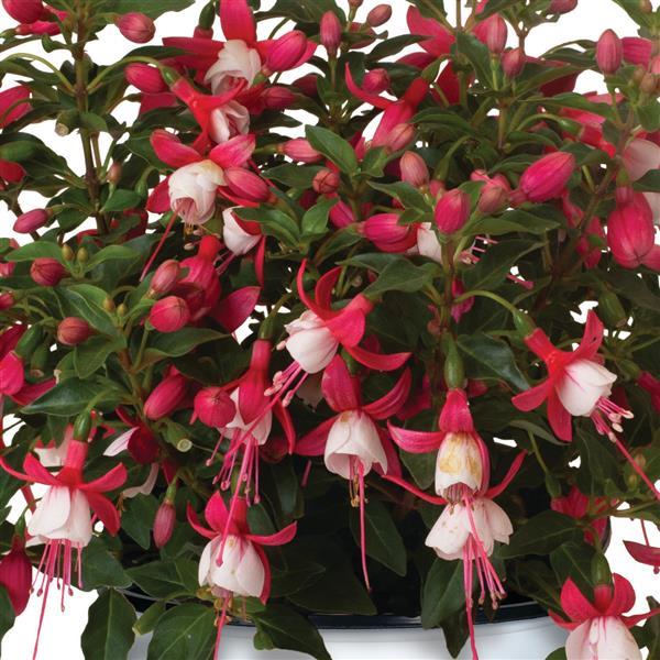 Ballerina Royale Fuchsia - Bloom