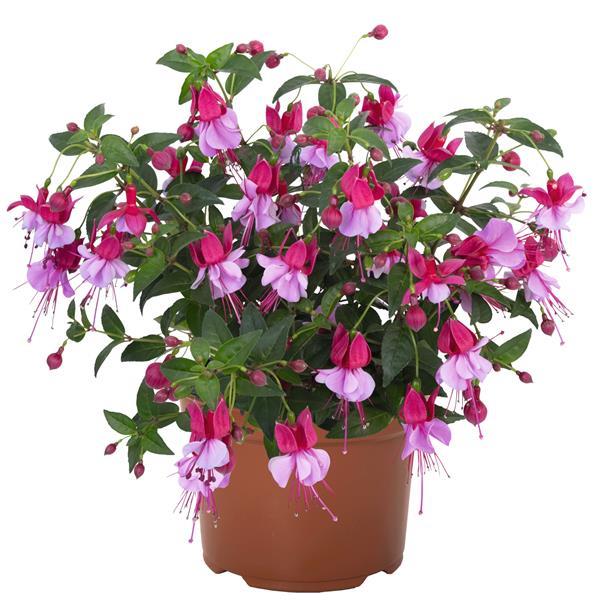 Ballerina Assemble Fuchsia - Container