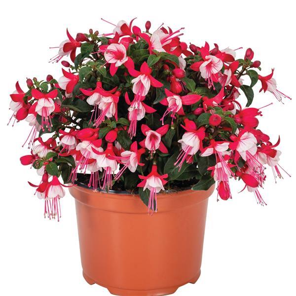 Ballerina Upright Releve Fuchsia - Container