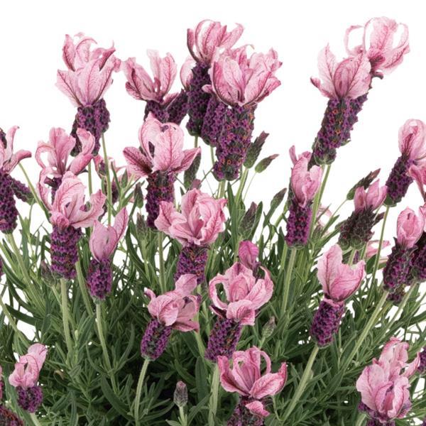 Lavender La Diva Berry Rosey