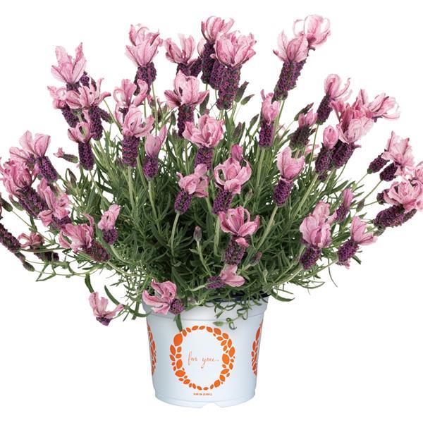 Lavender La Diva Berry Rosey