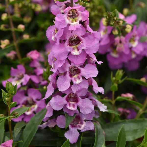 Serenita® Lavender Angelonia - Bloom
