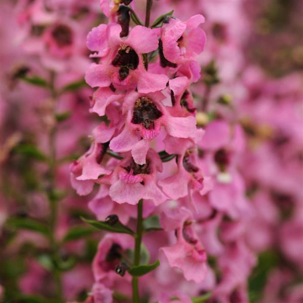 Serenita® Pink Angelonia - Bloom