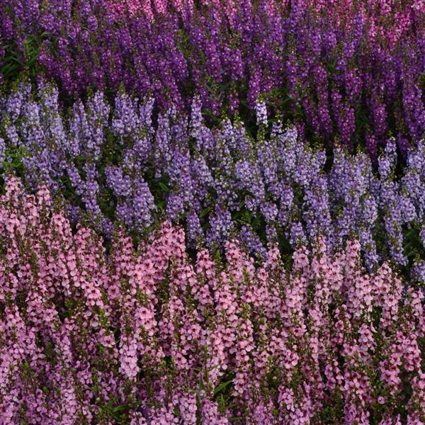 Serenita® Pink Angelonia - Commercial Landscape 1