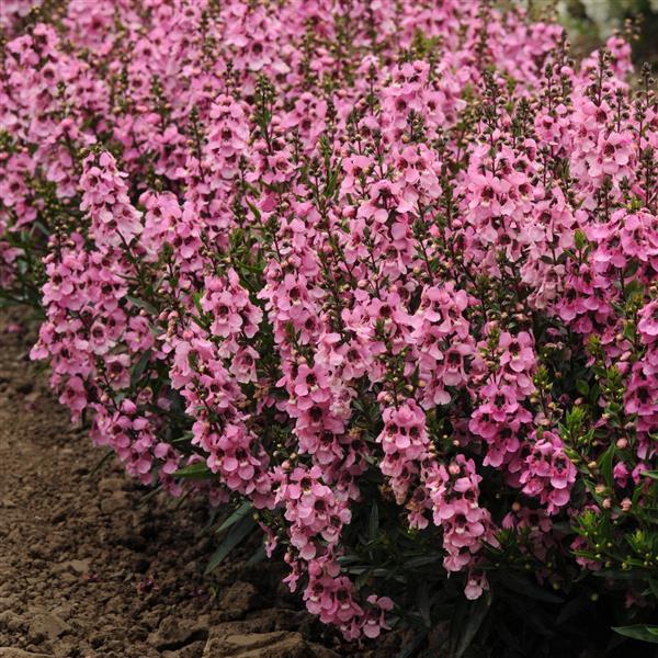 Serenita® Pink Angelonia - Landscape