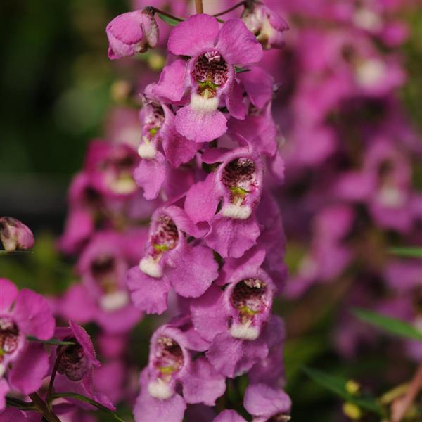Serenita® Raspberry Angelonia - Bloom