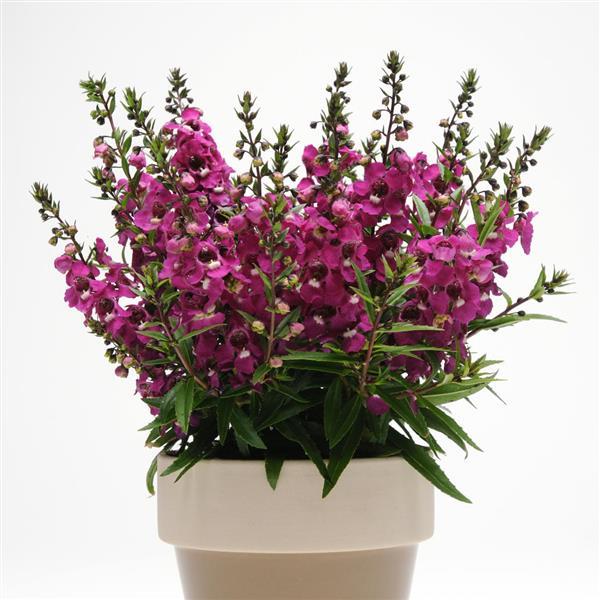 Serenita® Raspberry Angelonia - Container