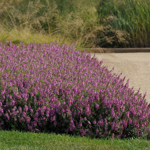Serenita® Raspberry Angelonia - Landscape