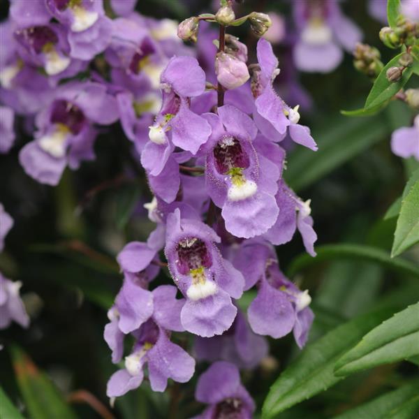 Serenita® Sky Blue Angelonia - Bloom