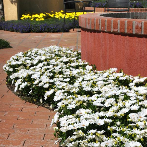 Akila® Daisy White Osteospermum - Commercial Landscape 2