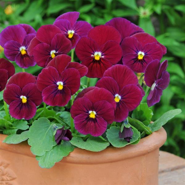 Sorbet® Carmine Rose Viola - Container