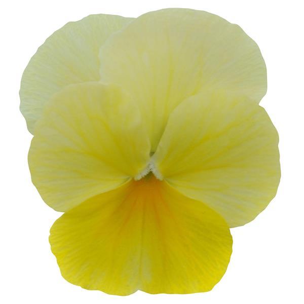 Sorbet® Lemon Chiffon Viola - Bloom