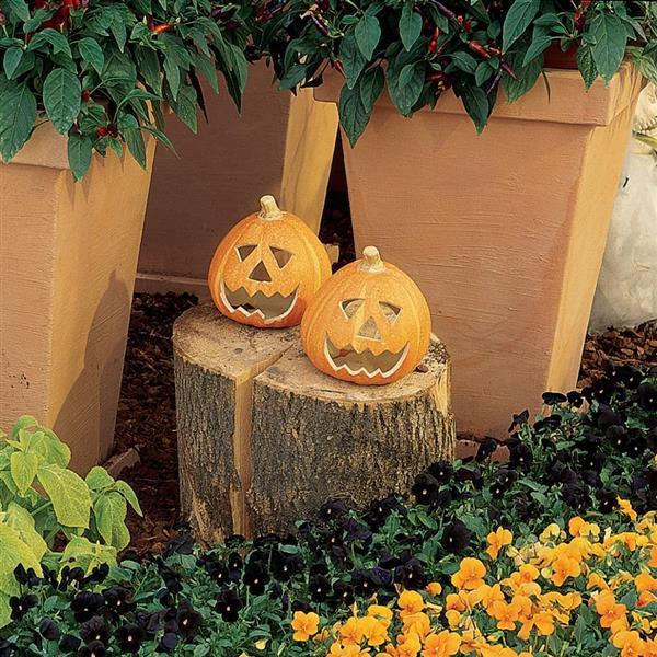 Sorbet® Black Delight Viola - Landscape