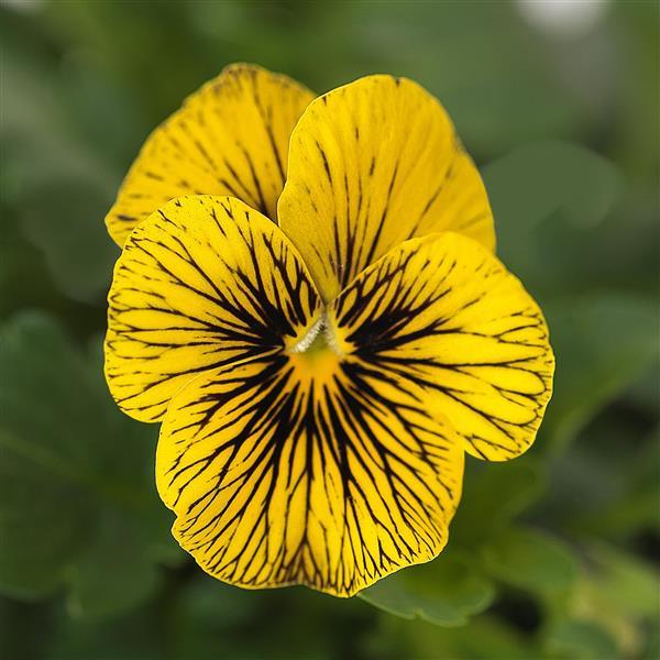Sorbet® Tiger Eye Viola - Bloom
