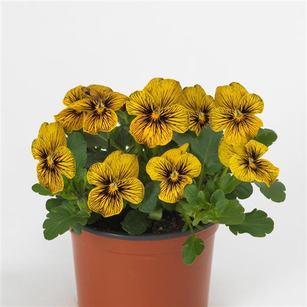 Sorbet® Tiger Eye Viola - Container