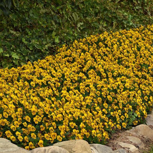 Sorbet® Tiger Eye Viola - Landscape