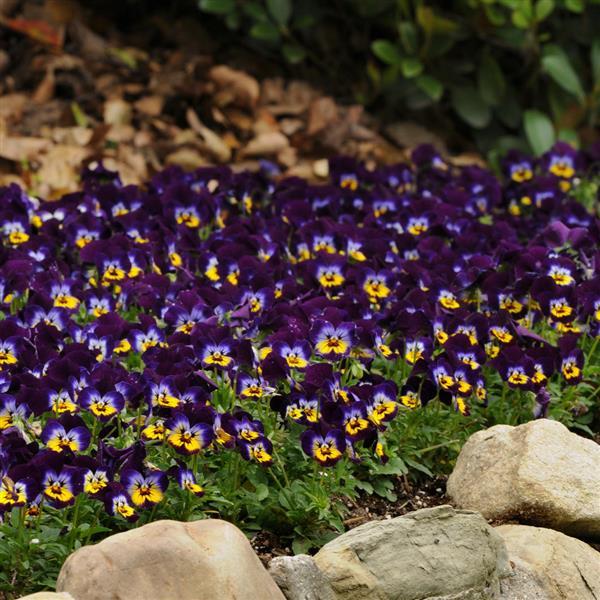 Sorbet® Midnight Glow Viola - Landscape