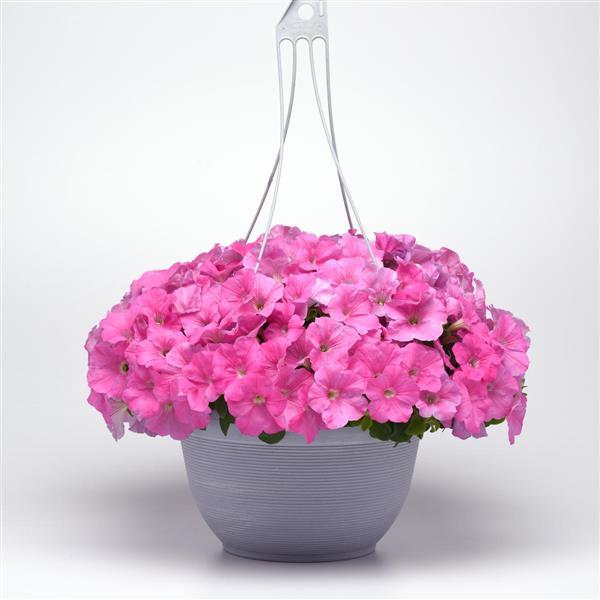 E3 Easy Wave® Pink Spreading Petunia - Basket