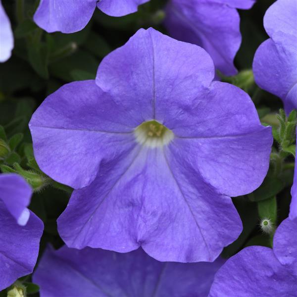 E3 Easy Wave® Sky Blue Spreading Petunia - Bloom