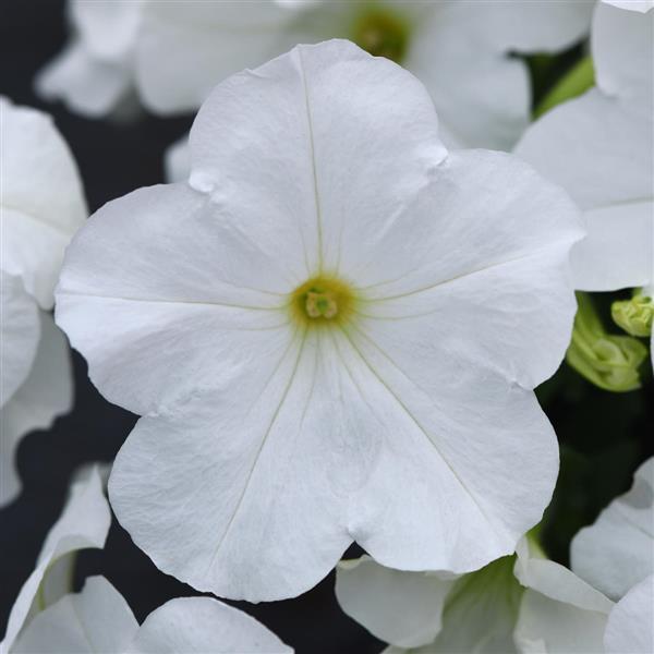 E3 Easy Wave® White Spreading Petunia - Bloom