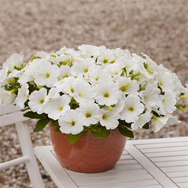 E3 Easy Wave® White Spreading Petunia - Container