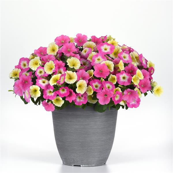 E3 Easy Wave® Sweet Taffy Mixture Spreading Petunia - Container