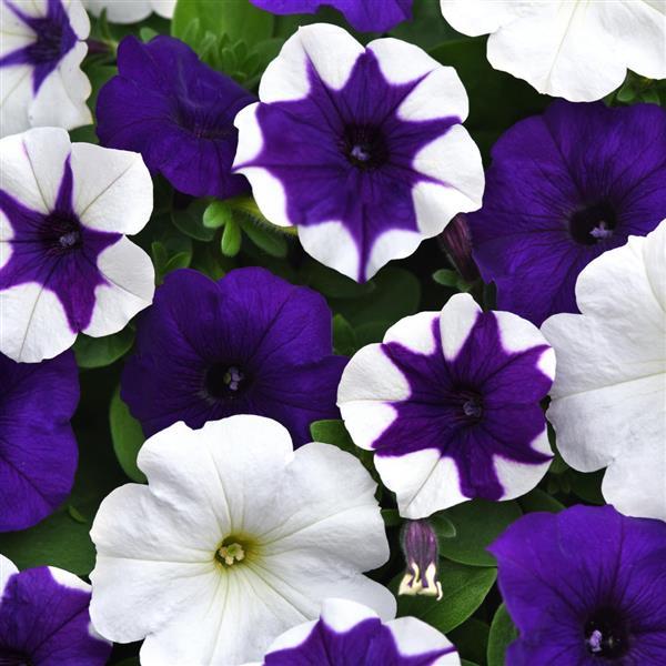 E3 Easy Wave® Déjà Vu Mixture Spreading Petunia - Bloom