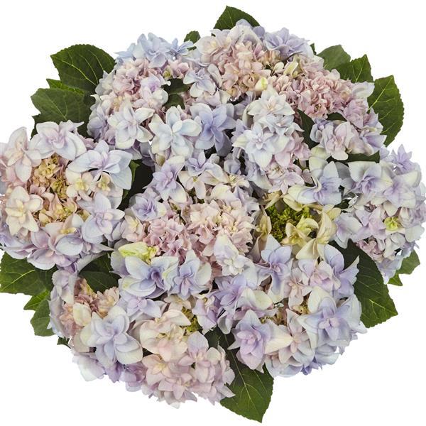 Double Fay Blue Hydrangea lace cap - Bloom