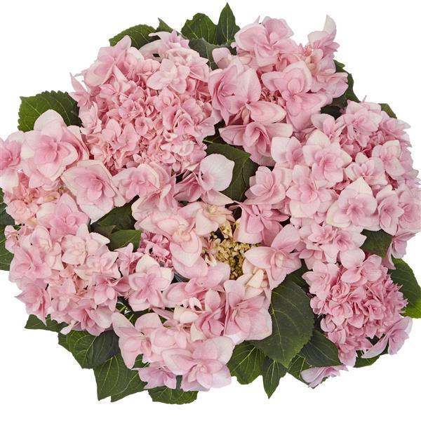 Double Fay Pink Hydrangea lace cap - Bloom