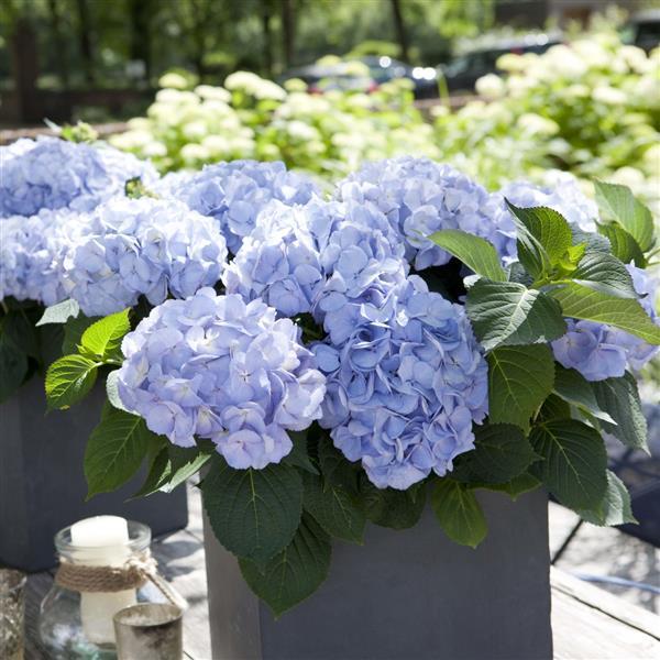 Kanmara® Blue Hydrangea macrophylla - Container