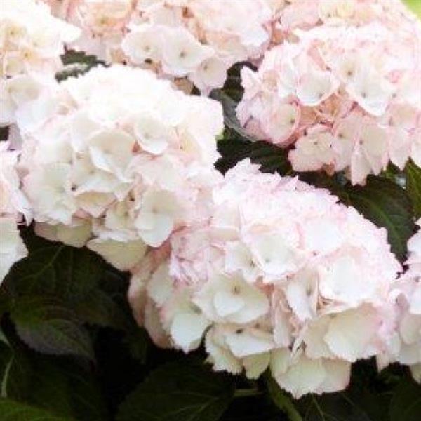 Kanmara® Champagne Hydrangea macrophylla - Bloom