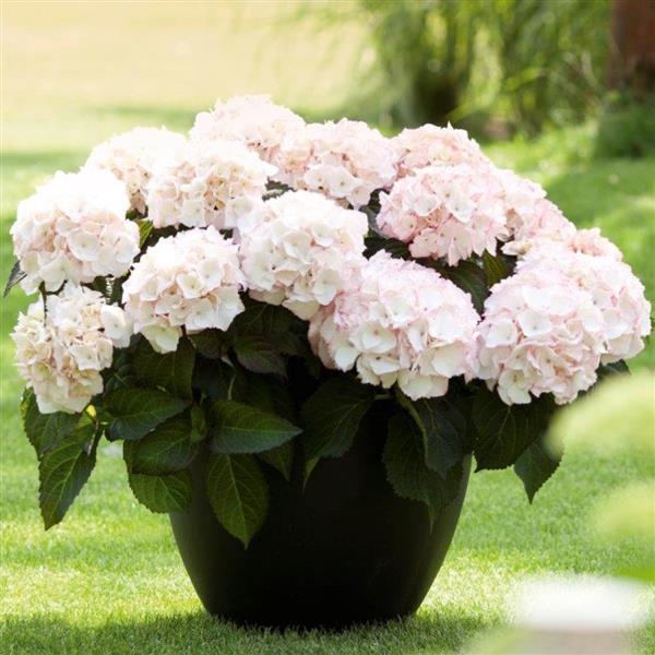 Kanmara® Champagne Hydrangea macrophylla - Container