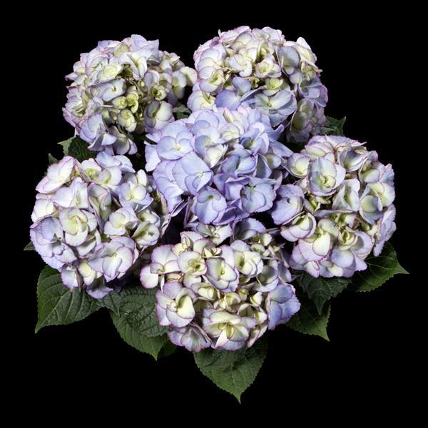 Kanmara® Lilac Hydrangea macrophylla - Bloom