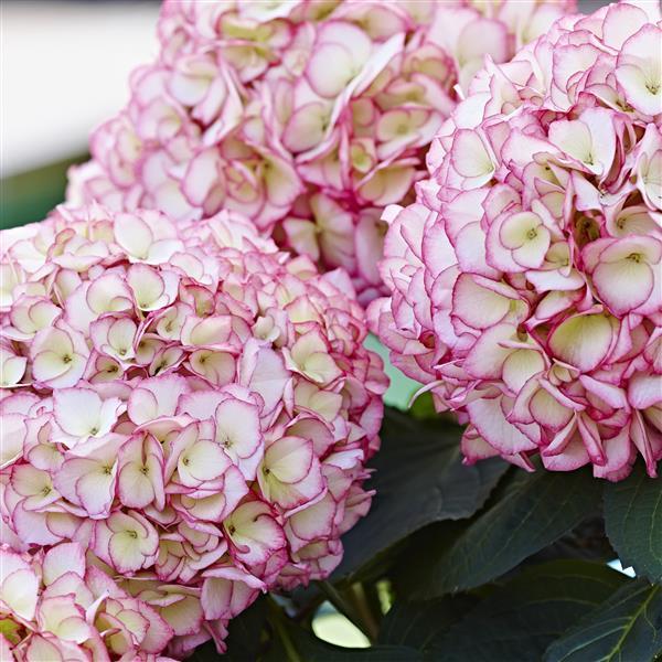 Kanmara® Rosé Hydrangea macrophylla - Bloom