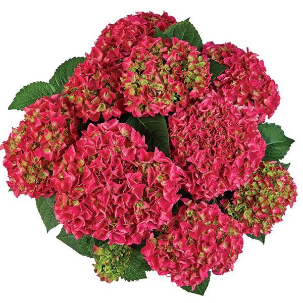Saxon Bright Red Hydrangea macrophylla - Bloom