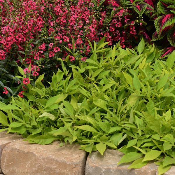 SolarPower™ Lime Ipomoea - Commercial Landscape 2