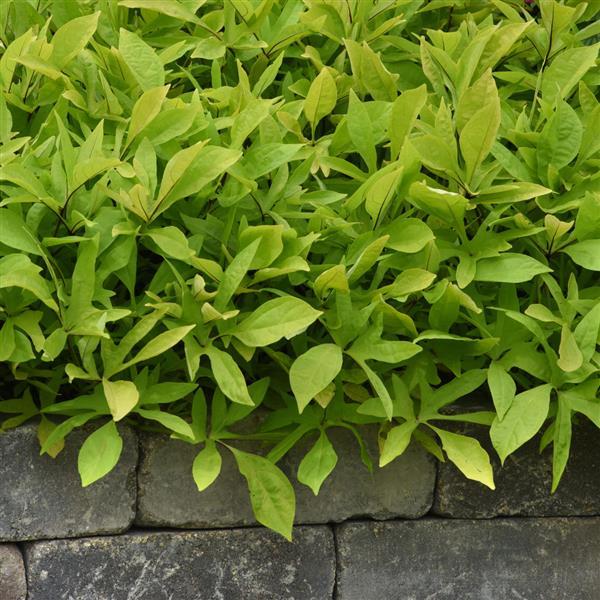 SolarPower™ Lime Ipomoea - Landscape