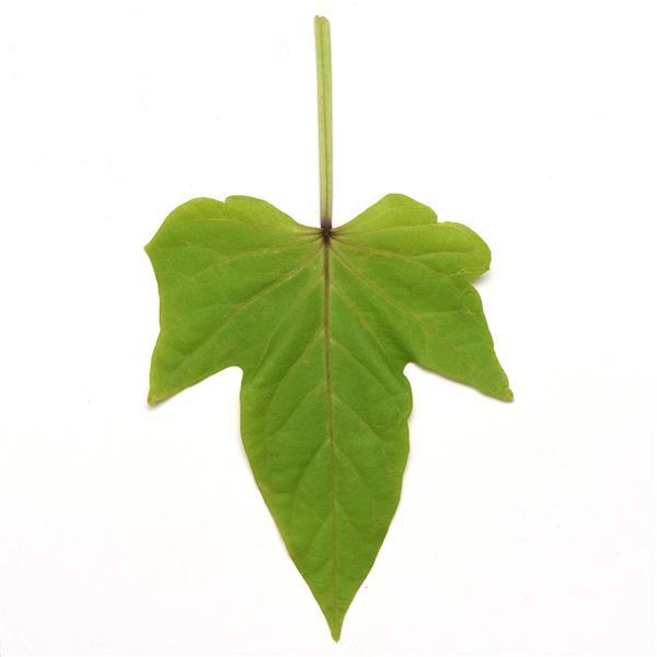 SolarPower™ Lime Heart Ipomoea - Bloom