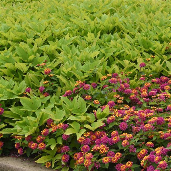 SolarPower™ Lime Heart Ipomoea - Commercial Landscape 1