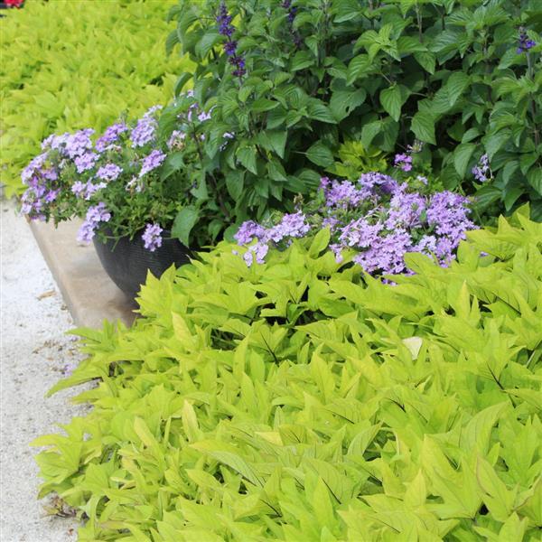 SolarPower™ Lime Heart Ipomoea - Commercial Landscape 3