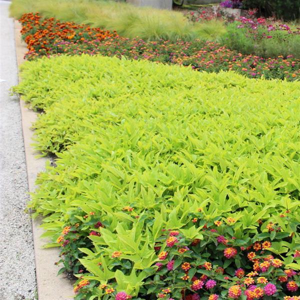 SolarPower™ Lime Heart Ipomoea - Commercial Landscape 4