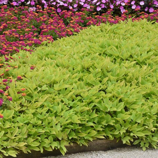 SolarPower™ Lime Heart Ipomoea - Landscape