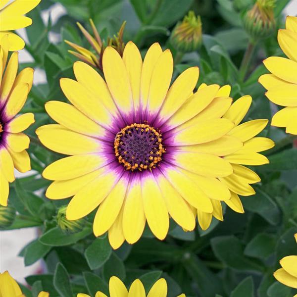 Zion™ Morning Sun 26 Osteospermum - Bloom