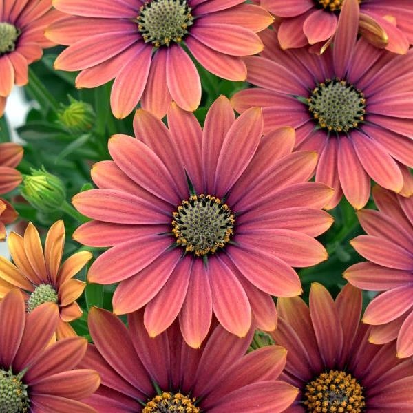 Zion™ Purple Sun 26 Osteospermum - Bloom