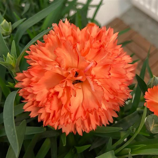 Vivacia™ Orange Dianthus - Bloom