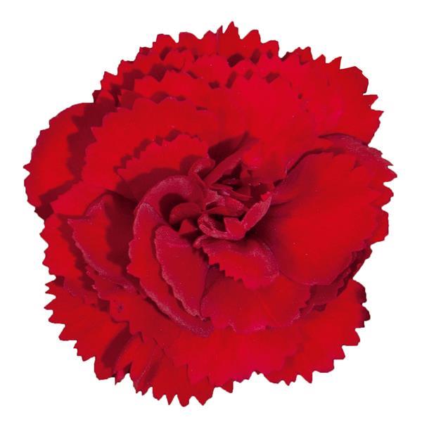 Vivacia™ Deep Red Dianthus - Bloom