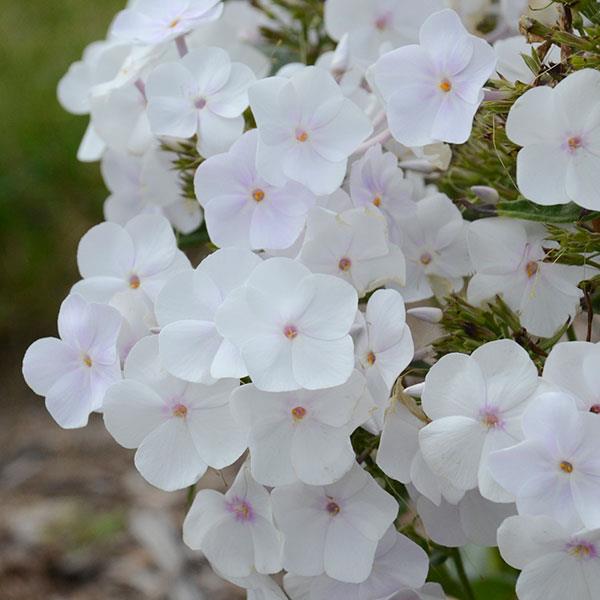 Phlox paniculata Fashionably Early Crystal - Bloom