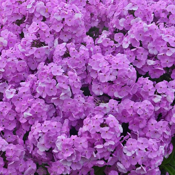 Phlox paniculata Fashionably Early Princess - Bloom
